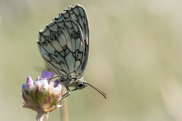 Schachbrett Schachbrettfalter (Melanargia galathea) auf einer Blüte