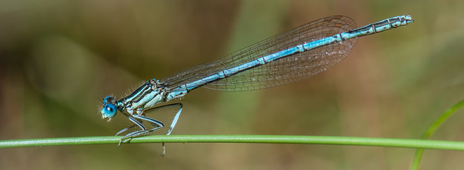Blaue Federlibelle (Platycnemis pennipes) Männchen auf einem Grashalm