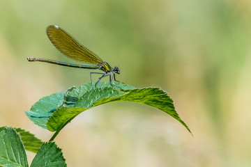Gebänderte Prachtlibelle (Calopteryx splendens) Weibchen auf einem Blatt