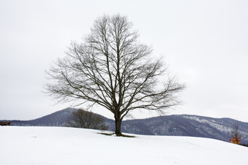 Fototapeta na wymiar Single Tree
