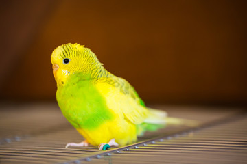 Naklejka premium Pied vibrant parakeet, budgerigar, yellow and green