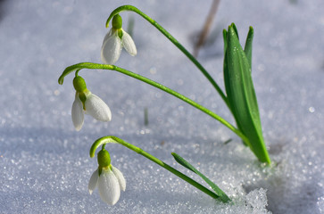 kar ve kardelen &ccedil;i&ccedil;eği