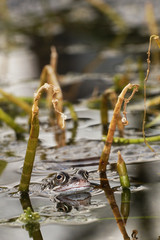 Moor Frog, Rana arvalis