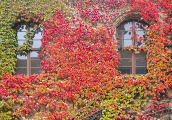 Fototapeta na wymiar House windows with colorful vines and autumn leaves