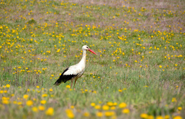 stork on spring meadow