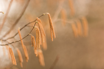 Haselnussblüte an Zweig