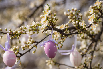 Easter eggs hanging on blooming plum tree
