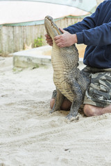 Fototapeta premium Person performing a stunt with alligator