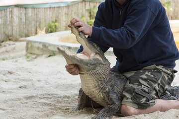 Naklejka premium Person performing a stunt with alligator
