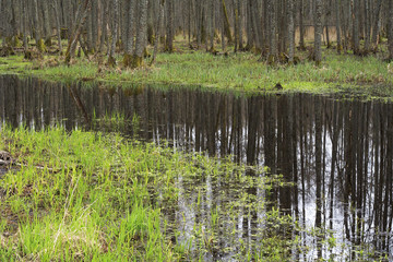 Trees in a swamp.