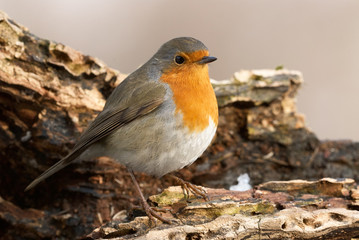 Robin perched on a tree