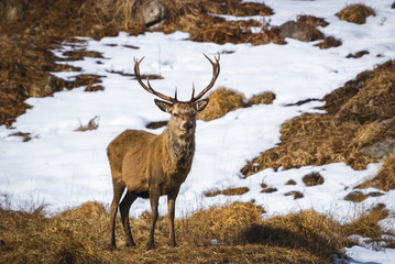 A Red Deer Stag, Cervus elaphus, amongst the snow in the Scottish Highlands