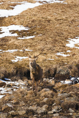 A Red Deer Stag, Cervus elaphus, amongst the snow in the Scottish Highlands © espy3008