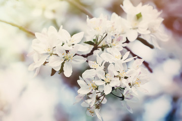Blossom tree over nature background. Toned image cross processed instagram treatment.