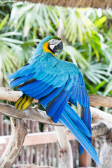 Obraz premium Macaw Parrot chewing on wood