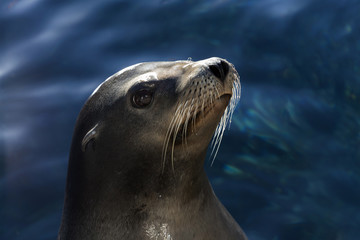 Seal on rocks with sunset