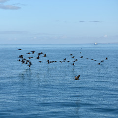 Cape cormorants, Namibia