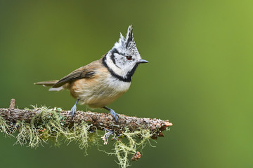 Lovely crested tit
