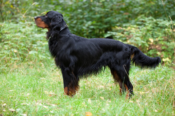  Setter Gordon in the forest