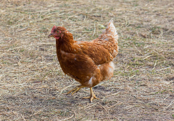 Chicken freely grazing on the farm. Animals