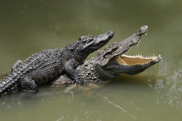 two crocodiles in a farm, Thailand