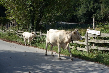 Mucca e vitello al pascolo per le vie di Serra San Bruno in Calabria