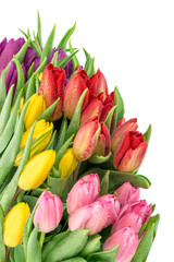 Tulip flowers. Bouquet fresh spring blooms water drops