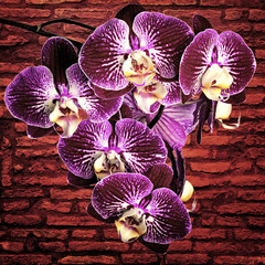Violet orchids