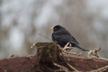 Amsel