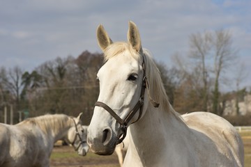 Fototapeta premium White horse portrait. Detailed Picture of the beautiful white horse head outside on the pasture land in the spring. Breed of horse is Kladrubsky horse one of oldest races in Europe and Czech Republic