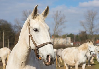 Obraz na płótnie Canvas White horse portrait. Detailed Picture of the beautiful white horse head outside on the pasture land in the spring. Breed of horse is Kladrubsky horse one of oldest races in Europe and Czech Republic