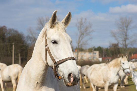 White horse portrait. Detailed Picture of the beautiful white horse head outside on the pasture land in the spring. Breed of horse is Kladrubsky horse one of oldest races in Europe and Czech Republic