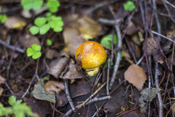 Mushroom growing in forest, close-up
