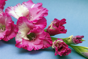Beautiful flowers of gladiolus, close-up