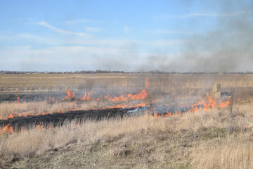 Burning dry grass and reeds