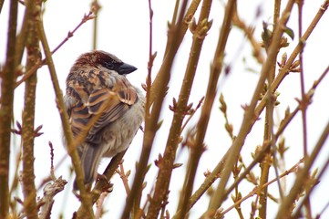 Spatz