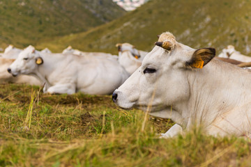 Cattle in the fields