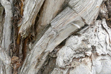 Baumrinde- Hintergrund