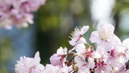 Sakura. Cherry Blossom in Spring season. Beautiful Pink Flowers