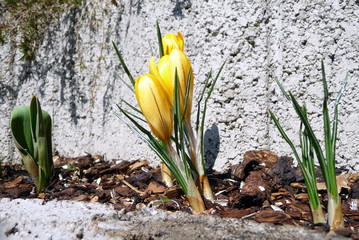 blühende Krokusse als Frühlingsboten