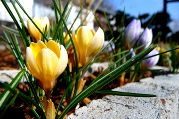 blühende Krokusse als Frühlingsboten