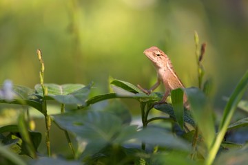 Changeable lizard on leaf