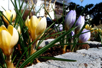 blühende Krokusse als Frühlingsboten