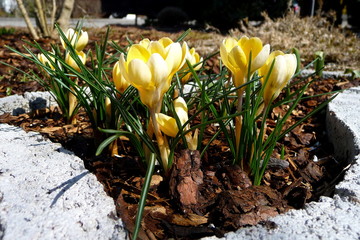 blühende Krokusse als Frühlingsboten