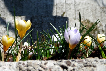 blühende Krokusse als Frühlingsboten