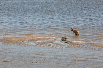 chien sur la plage