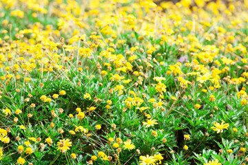 Obraz premium planting yellow flowers