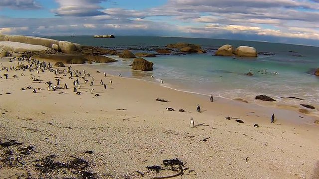 African penguin colony at Boulder Beach, Simons Town near Cape Town, South Africa. It is part of the Table Mountain National Park, one of the top attractions of south africa.