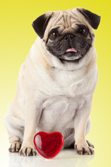 Obraz premium Pug dog on yellow background