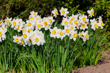 Fototapeta premium spring flowers. Yellow Narcissus flowers in the garden